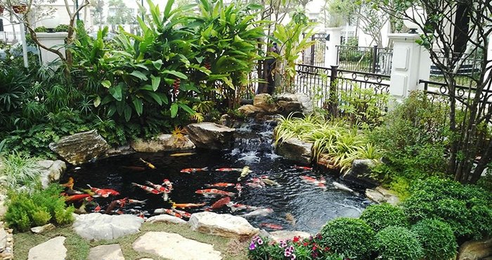 Thi công neomax 826 cho bể cá koi